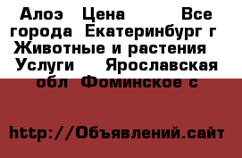 Алоэ › Цена ­ 150 - Все города, Екатеринбург г. Животные и растения » Услуги   . Ярославская обл.,Фоминское с.